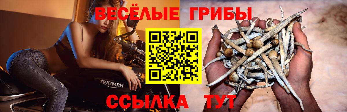 Псилоцибиновые грибы прущие грибы  Галлюциногенные грибы GOLDEN TEACHER  Вход с VPN  Красный Сулин 